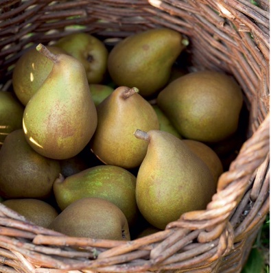 Pears: cool season fruit to grow in your backyard Beurre bosc is a vigorous and productive heirloom.